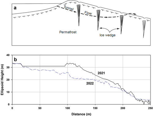 Figure 11. (a) Figure 3d from Mackay (Citation1988) depicting the process of lateral, subsurficial drainage via underground tunnel flow, through a process known as ice wedge tunneling, which happens through contraction cracks developed during the previous winter. This lake drainage process likely caused the drainage of Schaeffer Lake. (b) Topographic profiles extracted from the DTM created using the MACS overflights in June 2021 (black line), the year prior to the lake drainage, and in August 2022 (blue dashed line) after drainage. The lake bank was 2 to 3 m tall where the lake drainage occurred, and a drainage gradient extended away from the lake edge more than 25 m.