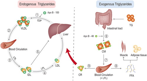 Figure 2. Triglyceride metabolism. ① endogenous triglycerides are synthesised from free fatty acids and glycerol in hepatocytes via the glycerol-3-phosphate pathway. Together with apolipoprotein (apo) B-100, they form VLDL particles. ② packaged triglyceride in the form of VLDL is then secreted into the blood circulation. ③ the VLDL particles are hydrolysed by lipoprotein lipase (LPL) in the plasma, producing progressively smaller particles and, eventually, intermediate density lipoprotein (IDL) particles. ④ some IDL particles undergo further catabolism in the blood by LPL or by hepatic lipase to generate low-density lipoprotein (LDL) particles. ⑤ others are taken up by hepatic cells and catabolised directly through binding to the LDL receptor or LDL receptor-related protein on hepatocytes. ⑥ exogenous dietary triglycerides are eventually absorbed by enterocytes (mainly in the small intestine) after a series of reactions in the intestinal tract, where they combine to apo B-48 to form chylomicrons (CM). ⑦ CM takes a rather circuitous route into the blood circulation. In the blood, CM is quickly hydrolysed by LPL along the luminal surface of the capillaries, resulting in the production of free fatty acids (FFA) and chylomicron remnants (CR). ⑧ the FFA enters the cells and is oxidised, not only for muscle energy but also for resynthesis with glycerol into triglycerides and stored in adipose tissue. ⑨ CR enters the hepatic circulation through a similar elimination pathway to some IDLs, by binding to LDL receptors or LDL receptor-related proteins.