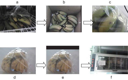 Figure 4. Effects of temperature and perforated plastic packaging on ripening behavior of banana fruits: A = 15°C without packaging; B = control without packaging, C = 15°C with packaging; D = 25°C with packaging; E = 20°C with packaging; and F = experimental setup.