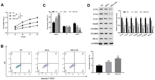 Figure 2 The combination of FU and OXA suppressed the malignant biological behavior of HCT116 cells and the expression of PD-L1. (A) CCK-8 assay was performed to detect the proliferation of HCT116 cells. (B and C) Flow cytometry was employed to assess the apoptosis and cell cycle of HCT116 cells. (D) Western blotting was carried out to measure the expression of CCL1, CCL4, CCL7, EGFR, STARD1, STARD3 and PD-L1. *P<0.05, **P<0.01, ***P<0.001, vs. NC group; ∆P<0.05, ∆∆P<0.01, vs. OXA treated group.