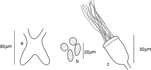 Figure 1 Cernosvitoviella longiducta n. sp. a, brain; b, coelomocytes; c, sperm funnel.