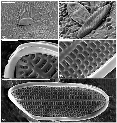Figs 32–36. Cocconeis caulerpacola from France, SEM. Figs 32, 33 show cells in situ on Caulerpa taxifolia. 32, 33. Cells with sternum valve uppermost, showing generally convex surface along the margins then becoming flat with a slightly depressed sternum. Note that the transapical striae are parallel in the middle, becoming radiate towards the apices. 34–36. Close up and whole (Fig. 36) of sternum valve interior showing transapically elongate areolae. The areolae contain the same type of hymenate occlusions as in the raphe valve. Scale bars = 6 µm (Fig. 32); 4 µm (Fig. 36); 3 µm (Fig. 33); and 500 nm (Figs 34, 35).