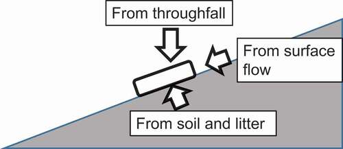 Figure 4. Schematic diagram of the pathways of radioactive Cs accumulated in SMS.