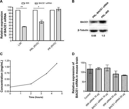 Figure 5 Nanocomplexes achieve silencing ex vivo, but not in the brain following intravenous administration.Notes: Mice brain explants were transfected ex vivo with peptide/siRNA complexes (PR: RVG-9R/BACE1siRNA; 4:1 weight ratio), anionic PEGylated PRL nanocomplexes with BACE1 siRNA, L2K, or complexes with irrelevant control siRNA (all at 100 nM), and then 48 hours post-transfection, the tissues were processed for analysis (A) by qRT-PCR and (B) by Western blot analysis of the BACE1 protein. Protein silencing was calculated with densitometric analysis using tubulin as loading control. (C) Anionic PRL nanocomplexes containing RVG-9R and BACE1 siRNA were concentrated using 300 g/L dextran over 3.5 hours, and this concentrated nanoparticle formulation was used (D) in intravenous injections. Mice were injected with 100 μL of anionic PRL nanoparticles containing 16 μg or 50 μg BACE1 siRNA or IRR siRNA, and 48 hours later, brains were processed for qRT-PCR analysis. The values are the means of three animals ± standard deviation. Asterisks indicate comparisons of specific formulations with statistical significance (*P<0.05; **P<0.01).Abbreviations: mRNA, messenger RNA; IRR, irrelevant control; siRNA, small interfering RNA; L2K, Lipofectamine® 2000; PRL, peptide Y or RVG-9R, siRNA, liposome LAP2; RVG, rabies virus glycoprotein targeting peptide; PR, RVG-9R/BACE1siRNA; PEG, polyethylene glycol; qRT-PCR, quantitative reverse transcription polymerase chain reaction.