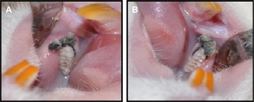 Figure 1 To induce experimental periodontitis, a 4-0 silk suture was placed and knotted submarginally by the same operator around the gingival margin of the (A) right and (B) left mandibular molars of the rats for 11 days.