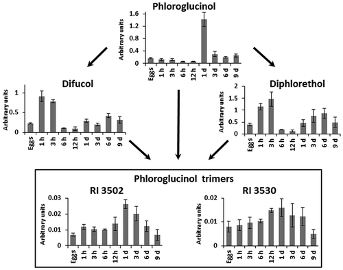 Fig. 4. Scheme of putative metabolic links between low molecular weight phlorotannins in eggs, zygotes (1 h to 12 h) and embryos (1 day to 9 days) of Fucus vesiculosus. h, hours; d, days. Bars represent means  ± SD. Arbitrary units are normalized peak areas. Trimers may be triphlorethols, trifucols or trifuhalols.