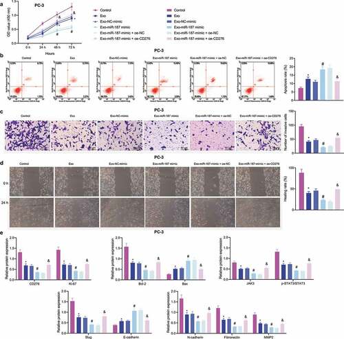 Figure 6. The delivery of miR-187 by hBMSC-exos inhibits the viability, invasion, and migration of prostate cancer cells by inhibiting CD276-dependent JAK3-STAT3-Slug signaling pathway. PC-3 cells were co-cultured with Exo-NC-mimic, Exo-miR-187-mimic or oe-CD276. A, PC-3 cell viability detected using CCK-8. B, PC-3 cell apoptosis detected using flow cytometry. C, PC-3 cell invasion detected using Transwell assay (200×). D, PC-3 cell migration detected using Wound healing test. E, The expression of CD276, JAK3-STAT3-Slug signaling pathway- and apoptosis-related genes in PC-3 cells analyzed by Western blot analysis. The measurement data were expressed as mean ± standard deviation. Cell viability at different time points among multiple groups was compared using two-way ANOVA, and comparison among multiple groups was analyzed using one-way ANOVA with Tukey’s post hoc test. * p < .05 vs. control PC-3 cells. # p < .05 vs. PC-3 cells treated with exo-NC-mimic; & p < .05 vs. PC-3 cells treated with Exo-miR-187-mimic + oe-NC. The experiments were repeated three times.