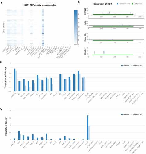 Figure 6. Analysis of the translation level of HSF1 mRNA in POSTAR3 database. (a) HSF1 ORF density across samples. (b) The translatome signal of HSF1 mRNA in different tumor cells. (c and d) The translation efficiency and density of HSF1 mRNA in different tumor cells.