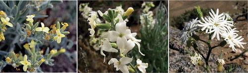 Figure 1. Habit and flowers of Atacama (A. nivea), Mathewsia (M. incana), and Schizopetalon (S. tenuifolium).