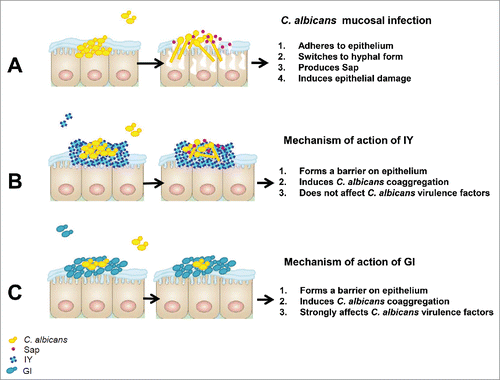 Figure 11. IY and GI mechanism of action on vaginal epithelium. C. albicans is able to cause epithelial cell damage through its capacity to adhere to epithelium, to switch from yeast to hyphal form and to produce aspartyl proteinases (Sap) (A). IY reduces epithelial damage induced by C. albicans, preventing C. albicans adherence by the formation of a barrier on epithelium and by the induction of C. albicans coaggregation (B). GI reduces epithelial damage induced by C. albicans, preventing C. albicans adherence by the formation of a barrier on epithelium, by the induction of C. albicans coaggregation and by strongly affecting C. albicans virulence factors (C).