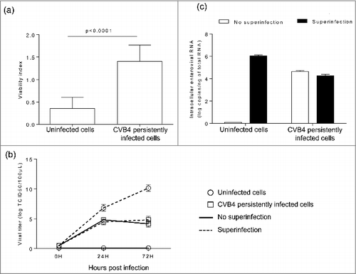 Figure 2. Acute CVB4 superinfection of persistently infected cells did not induce cell lysis. CVB4 and uninfected cells were infected with CVB4 at a MOI of 10. Cell viability was assessed at 48h post infection by using the cristal violet assay (a). Supernatants were collected and viral progeny was determined (b), Cells were harvested, washed, and intracellular viral RNA was quantified by using RT-qPCR (c). Results are mean+/−SD of 3 independent experiments.