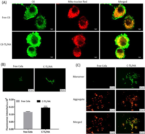 Figure 6. (A) CLSM images of HepG2 cells after 4 h of incubation with free C6 and C6-TL/HA. The mitochondria were stained with MitoTracker Red. (B) Comparison of the ROS levels in HepG2 cells after being treated with free Cela and C-TL/HA. Fluorescence probe DCFH-DA showed green fluorescence and its fluorescence intensity was determined by flow cytometry, ***p < 0.001, vs free Cela. (C) Mitochondrial membrane potential analysis based on JC-1 staining after HepG2 cells were treated with free Cela and C-TL/HA.