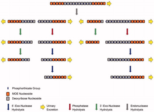 Figure 12. Metabolic biotransformation and excretion pathways of second generation ASOs (e.g. volanesorsen).