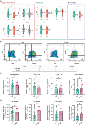 Figure 3 Comparative analysis of CD8+ TEMRA cells derived from patients with CP-LS and HCs. PBMCs from patients with CP-LS and HCs were stimulated for 16 hours and analyzed via flow cytometry for the expression of the cytokines IFN-γ, TNF-α, granzyme B, and perforin. (A) Violin plot displaying the comparison of the expression of selected tropic chemokines and classical cytotoxicity activation genes and downregulated exhausted T-cell effector molecules in CD8+ TEMRA cells derived from the CP/CPPS group and HC group. (B) Representative flow cytometry dot plots of CD45RA and CCR7 expression were generated to identify four CD8+ T-cell subsets among the PBMCs of patients with CP-LS (right plot) and HCs (left plot). (C) Percentages of the CD45RA+CCR7+ (T-cell naïve), CD45RA-CCR7+ (TCM), CD45RA-CCR7- (TEM) and CD45RA+CCR7- (TEMRA) subsets within the CD8+T-cell population in PBMCs of patients with CP-LS (n=16) and HCs (n=16). (D) Percentages of IFN-γ+, TNF-α+, Granzyme B+, and Perforin+ CD8+ TEMRA cells from patients with CP-LS (n=16) and HCs (n=16). Values of *p<0.05, **p<0.01, and ***p<0.001 were considered significant.