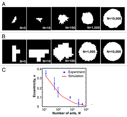 Figure 5. (A) Selection of raft profiles at equilibrium. (B) Sample profiles from our simulation that randomly adds individuals to the edges. (C) Plot comparing the eccentricities for experimental rafts and average values of simulation data.