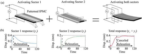 Figure 10. Use of sectored ionic polymer-metal composite (IPMC) to address back-relaxation: (a) conceptual design of sectored IPMC actuator, (b) illustration of the cancellation effect using the responses of the independent sectors. Figure reprinted with permission from [Citation43].