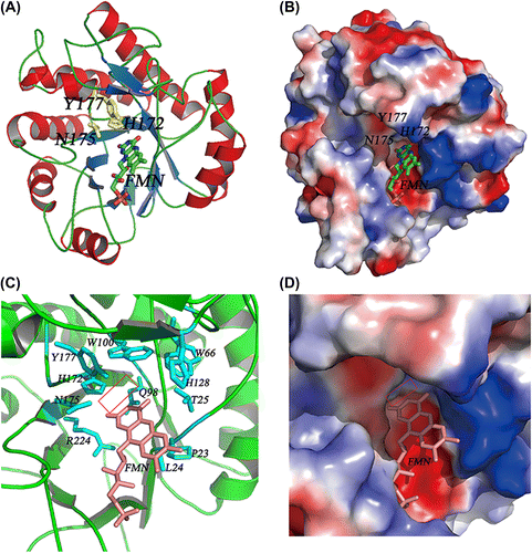 Fig. 3. FMN-binding pocket of Gox0502 structure model.Notes: (A) Cartoon view of Gox0502/FMN complex model. The conserved catalytic triad in Gox0502, H172-N175-Y177, is shown as sticks and colored in yellow, whereas the bound FMN is shown as sticks and colored based on element types. (B) Electrostatic potential surface view of (A). (C) Cartoon view of FMN-binding pocket of Gox0502 structure model. The residues involved in FMN binding are shown as sticks and colored by cyan, whereas the bound FMN is shown as sticks and colored in salmon. The potential cavity of substrate is indicated by red rectangle. (D) Electrostatic potential surface view of (C).