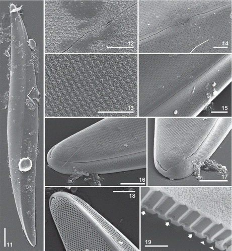 Fig. 11–19. Pleurosigma guarreranum from the Gulf of San Matías: isotype material, Piedras Coloradas. External views, SEM. 11. Whole valve, angled (vaulted) at the raphe. 12, 13. Valve surface, which is verrucose. Note the undulate and overlapping central raphe fissures (Fig. 12). 14, 15. Valve face showing apically elongated slit-like foramina. Note the central raphe fissures (Fig. 14) and the raphe bordered by a hyaline area limited by a row of small areolae (Fig. 15). 16–18. Valve apex showing hook-shaped terminal raphe fissures. 19. Broken valve showing loculate areolae with internal occluded pores with recessed bars (arrows) and a pair of bigger pores lacking the central bar (arrowheads). Scale bars = 50 µm (Fig. 11), 10 µm (Figs 16–18), 5 µm (Figs 12–15) and 2 µm (Fig. 19).