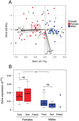 Figure 8. Prediction of offspring phenotypic sex using the methylation of selected CpGs as epigenetic biomarkers. (a) The DNA methylation levels of individual CpGs from the three genes that presented the highest differences between fish reared at low and at high temperature were the multiple variables used in the PCA. The individual fish are plotted as dots in the space of the two principal components. The percentage of variance explained by the two first components is shown in parenthesis. Of the total sample size available (n = 87), 83% (n = 72) were used as training set and are colored according to sex (female, red; male, blue) and 17% (n = 15) of the individual fish are colored in green for which the coordinates and hence the sex was predicted based on the training set (F, females; M, males). Confidence ellipses are drawn for the two groups and colored according to sex. The pink arrows point to the two predicted individuals for which prediction of sex failed. The names of the variables (Bn and Cn; n = 1, 2, …) correspond to the CpGs of informative genes. Of the total CpGs used for the PCA only the 10 with the highest contribution to the principal components are shown for clarity. (b) Distribution of the expression of cyp19a1a in females and males. Fish are divided in three groups based on the PCA analysis: training set, test set with success and test set with fail. The expression is shown by boxplots as 2ΔCq values for the first two groups and individual points for the third group. The boxes include the values distributed between the lower and upper quartiles, the upper whisker = min(max(x), Q3 + 1.5 * IQR), the lower whisker = max(min(x), Q1 – 1.5 * IQR), where IQR = third quartile (Q3) – first quartile (Q1), the black triangle indicates the mean, the tick line the median and the points outside the boxes represent values higher than the upper whisker. Statistical significance is shown as follows: ns = not significant; *** = p < 0.001.