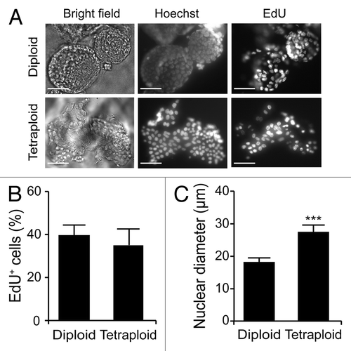 Figure 4. Proliferative rate of diploid and tetraploid organoids. (A–C) Diploid and tetraploid Tp53−/− colon organoids were cultured in the presence of the thymidine analog 5-ethynyl-2'-deoxyuridine (EdU) for 1 h and then processed for the fluorescence microscopy-assisted detection of EdU+ cells. Hoechst 33342 was employed for nuclear counterstaining. (A) reports representative images (scale bar = 100 μm), while in (B and C) quantitative data on the percentage of EdU+ cells and on nuclear diameter are illustrated (means ± SEM, n = 15, ***p < 0.001).