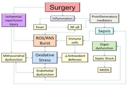 Figure 1. A panoramic vision of the role of oxidative stress in pathophysiological mechanism in the body. Surgery can be the main starter in all this process. MODS, Multiple Organ Dysfunction Syndrome; ROS, Reactive oxygen species; RNS, Reactive nitrogen species; NF-ĸB, Nuclear Factor kappaB.