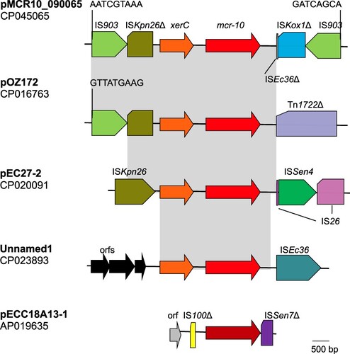 Figure 3. Genetic contexts of mcr-10. Gene xerC (shown in orange) encodes a XerC-type tyrosine recombinase, which may mediate mobilization of adjacent genetic components via site-specific recombination. Δ represents truncated insertion sequences or transposons. Identical regions are highlighted by grey rectangles. On pMCR10_090065, two copies of IS903 are located at upstream and downstream of xerC-mcr-10 (mcr-10 is shown in red) and the 9-bp abutting sequences are indicated. On pOZ171, there is an IS903 at upstream with the 9-bp abutting sequence being shown. However, there is no IS903 at downstream of xerC-mcr-10 but instead, transposon Tn1722 is presented. On pEC27-2, there is no IS903. A complete ISKpn26 is present at upstream of xerC-mcr-10 and an IS26, which is interrupted by the insertion of ISSen4, is at downstream. On an unnamed plasmid (accession no. CP023893), several open reading frames (orfs) without known function are present at upstream of xerC-mcr-10, while ISEc36 is present at downstream. On pECC18A13-1, the mcr-10 encodes an MCR-10 variant with 15 amino acids different from MCR-10 encoded by the other plasmids and is shown in dark red. No xerC is present, while truncated IS100 and truncated ISSen7 are located at upstream and downstream of the mcr-10, respectively.