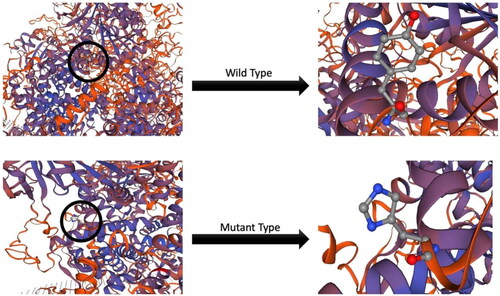 Figure 3. Protein structural changes.