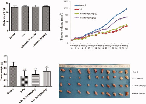 Figure 7. α-Hederin inhibits orthotopic non-small cell lung cancer growth in vivo. *p < 0.05, **p < 0.01 as compared to the Normal control group. Mean ± S.E.M. n = 10.