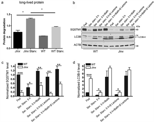 Figure 3. Increased autophagic flux in UNC13D-deficiency. (a) Long-lived protein degradation assays were performed in 35S-methionine labeled wild-type (WT) and unc13d-null cells (Jinx) under fed or starvation (Starv.) conditions as described in Materials and Methods. The data represent the mean ± SEM of 3 biological replicates. *p < 0.05, Student’s t-test. (b) SQSTM1 and LC3B-II protein expression in WT and Jinx MEFs were analyzed by immunoblotting under fed and serum starvation (starv) conditions, in the presence or absence of 100 nM bafilomycin A (BafA) or 1 µM of the proteasome inhibitor Clasto-Lactacystin β-lactone, for 5 h. Quantitation of SQSTM1 (c) and LC3B-II (d) protein expression levels. The data represent mean ± SEM from 3 independent experiments. *p < 0.05, **p < 0.01 and ***p < 0.001, Student’s t-test.