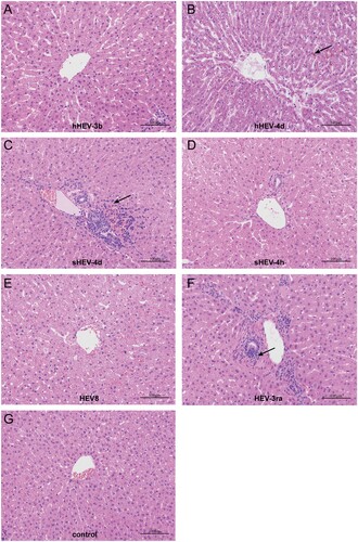 Figure 5. Histopathology of liver tissues. Disordered structure of liver tissues and infiltration of inflammatory cells were observed in liver sections of infected rabbits in group B, C and F. Mild cholestasis was also observed in group B. No obvious pathological changes were seen in group A, D, E and negative group I. Arrows indicate infiltration of inflammatory cells and cholestasis. Original magnification, ×10.