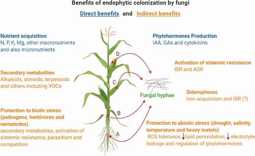 Figure 1. Benefits provided to plants by endophytic colonisation with fungi. Maize is indicated as an example once endophytic interaction may benefit different crops. Endophytic colonisation can occur in the tissues of one or more parts of the host plant, including roots (A), stem (B), leaves (C), reproductive systems, and fruits (D). From the inner of plant tissues, fungi can contribute directly or indirectly to different ways to plant fitness and growth promotion. Direct benefits from this interaction are indicated in the blue colour text while indirect benefits are indicated in the orange colour text. Figure was created with BioRender.com.