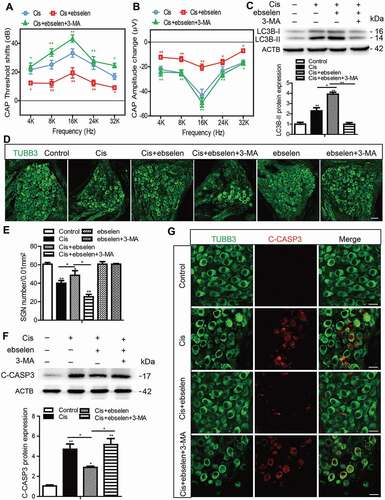 Figure 9. Ebselen improves hearing function, promotes SGN survival, and inhibits SGN apoptosis after cisplatin-induced damage in vivo by activating autophagy. WT mice were injected i.p. with 3 mg/kg cisplatin alone daily for 7 days starting at P30 or with 15 mg/kg 3-MA i.p. every day from P14 until P36 or were co-injected i.p. with 15 mg/kg ebselen daily from P30 for 7 days. (A and B) The CAP threshold shifts (A) and amplitude changes (B) of all frequencies were both lower in the Cis + ebselen group than in the cisplatin-only mice, while in the Cis + ebselen + 3-MA group the CAP threshold shifts and amplitude changes were significantly increased compared with the Cis + ebselen group. (C) Ebselen administration significantly increased the protein expression of LC3B-II in SGNs compared to the cisplatin-only group, while 3-MA treatment inhibited the upregulation of LC3B in the Cis + ebselen + 3-MA group compared to the Cis + ebselen group. (D and E) The mean density of SGNs was increased after co-treatment with ebselen compared to the cisplatin-only mice, but decreased in the Cis + ebselen + 3-MA group compared with the Cis + ebselen group, and the number of SGNs was not significantly changed after mice were treated with ebselen or 3-MA alone without cisplatin injury. Scale bars: 25 μm. (F and G) The expression of cleaved-CASP3 was decreased in mice after co-treatment with ebselen compared to the cisplatin-only mice, whereas it decreased significantly in the Cis + ebselen + 3-MA group compared with the Cis + ebselen group, n = 6 for each group. Scale bars: 12.5 μm. All data are presented as the mean ± SEM, *P < 0.05, **P < 0.01