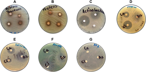 Figure 4 Zone of inhibition of A. nepalensis against (A) A. baumanni and (B) P. mirabilis, and zone of inhibition of standard antibiotics against (C) A. baumannii, (D) P. mirabilis, (E) S. enterica enterica typhi, (F) P. aeruginosa, and (G) K. pneumoniae.