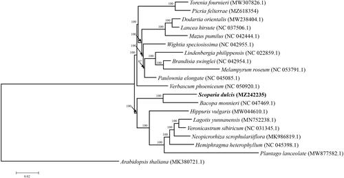 Figure 1. ML phylogenetic tree based on 19 species chloroplast genomes was constructed using MEGA6.0, Arabidopsis thaliana was used as the outgroup. Numbers on each node are bootstrap support values from 1000 replicates. GenBank accession numbers are shown in the figure.