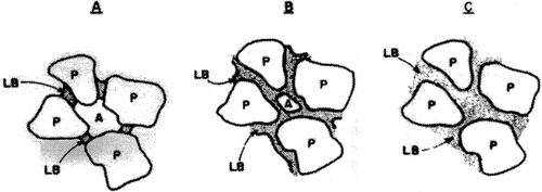 Figure 2. Schematic diagram of liquid bridges. a) Pendular state, b) funicular state, and c) capillary state. P, particle, LB, liquid bridge; A, air (adapted from Peleg, 1977).