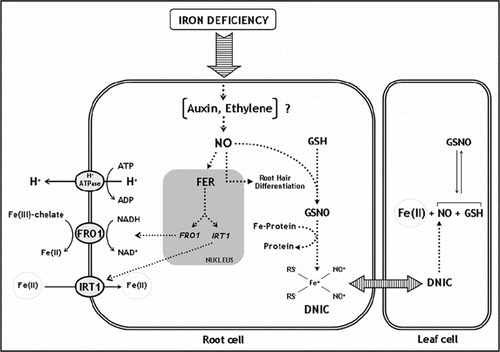 Figure 1 Schematic illustration of a model proposing a role for NO, hormones and DNICs during iron deprivation in strategy I plants. Iron deficiency can activate different pathways, probably via the interrelation between NO and hormones (auxin and/or ethylene). NO production is increased during low iron supply in tomato roots. Increased accumulation of FRO1 and IRT1 transcripts results from an NO mediated enhanced FER expression. In this context, iron uptake system in root cells would be activated. In addition, GSH production induced by iron deprivation together with free or protein associated iron in presence of high NO concentration would induce the formation of DNICs in roots cells. These complexes could be a mechanism of iron transport and delivery to others plant cells or organs improving the bioavailability of iron levels.