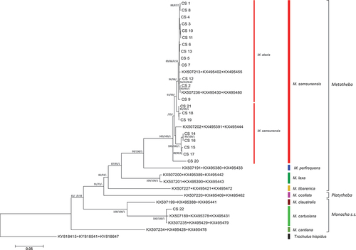 Figure 26. Maximum Likelihood (ML) tree of concatenated COI + 16S rDNA + (5.8S rDNA + ITS2 + 28S rDNA) sequences of Monacha atacis and Monacha samsunensis compared with sequences obtained from GenBank for representatives of the other Monacha species. Concatenated sequences (Table S3) were 2325 positions in length (600 COI + 869 16S rDNA + 42 5.8S rDNA + 557 ITS2 + 257 28S rDNA). Bootstrap support above 50% from ML (left) and NJ (middle) analysis as well as posterior probabilities (right) from Bayesian inference analysis are marked at the nodes. Bootstrap analysis was run with 1000 replicates (Felsenstein Citation1985). The tree was rooted with Trochulus hispidus COI + 16S rDNA + (5.8S rDNA + ITS2 + 28S rDNA) concatenated sequences KY818415 + KY818541 + KY818647 deposited in GenBank by Neiber et al. (Citation2017).