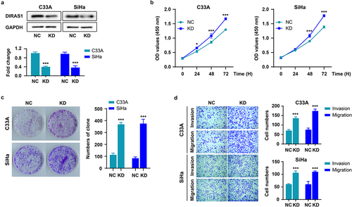 Figure 1. Knockdown of DIRAS1 significantly promotes proliferation, growth and motility of C33A and SiHa cells.