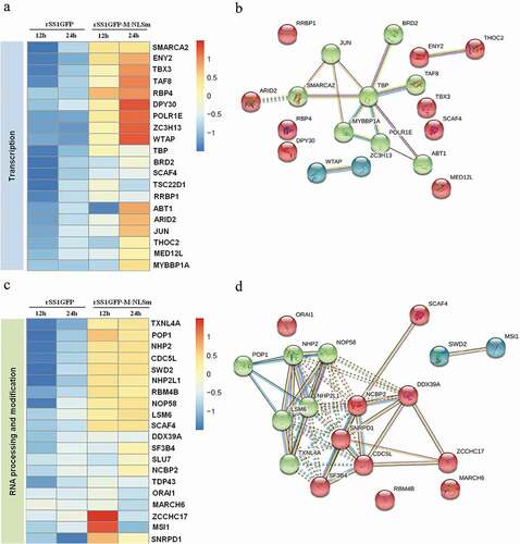 Figure 7. rSS1GFP infection inhibits host cell transcription, RNA processing and modification. (a) The heatmap of representative 20 DEPs related to “Transcription” during rSS1GFP and rSS1GFP-M/NLSm infection at 12 and 24 h. (b) The protein-protein interactions of the DEPs related to “Transcription” are analyzed by the STRING software. A red line indicates the presence of fusion evidence; a blue line indicates co-occurrence evidence; a light blue line indicates database evidence; a purple line indicates experimental evidence; a green line indicates neighborhood evidence; a black line indicates co-expression evidence. (c) The heatmap of representative 20 DEPs related to “RNA processing and modification” during rSS1GFP and rSS1GFP-M/NLSm infection at 12 and 24 h. (d) The protein-protein interactions of the DEPs related to “RNA processing and modification” are analyzed by the STRING software. (e) The mRNA expression levels of four selected DEP genes in BSR-T7/5 cells infected with rSS1GFP and rSS1GFP-M/NLSm were verified by qRT-PCR. (f) The protein expression levels of four DEPs in BSR-T7/5 cells infected with rSS1GFP and rSS1GFP-M/NLSm were examined by Western blotting. The relative expression levels of four DEPs were compared with the control GAPDH expression. Error bars represent standard deviations (mean ± SD) (*P < 0.05; **P < 0.01; ***P < 0.001 compared to the value of rSS1GFP-M/NLSm).