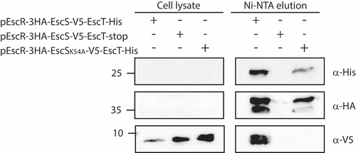 Figure 6. EscS Lys54 is critical for the EscS-EscT interaction within the EscRST complex. Whole-cell lysates of E. coli BL21 (λDE3) expressing EscR-3HA/EscS-V5/EscT-His, EscR-3HA/EscSK54A-V5/EscT-His or EscR-3HA/EscS-V5/EscT were incubated overnight with Ni-NTA beads. The beads were then washed, and interacting proteins were eluted and loaded onto 12% SDS-PAGE. The samples were analyzed by western blotting with anti-His, anti-HA and anti-V5 antibodies