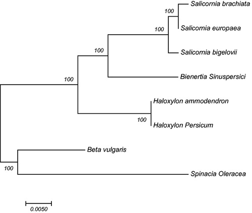 Figure 1. Molecular phylogeny of Chenopodiaceae family using chloroplast genome. The phylogenetic tree is constructed by maximum-likelihood method with 1000 bootstrap replicates. GenBank accession numbers is listed as the following: NC_027224.1, NC_027225, NC_027226.1, KU726550, KF534478, KF534479, KJ081864 and AJ400848.1.