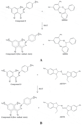Figure 3. The proposed chemical reaction of 2ˊ-hydroxy-4,4ˊ,6ˊ-trimethoxychalcone (3) in antioxidant assays: DPPH (A) and ABTS (B) assays via HAT mechanism.