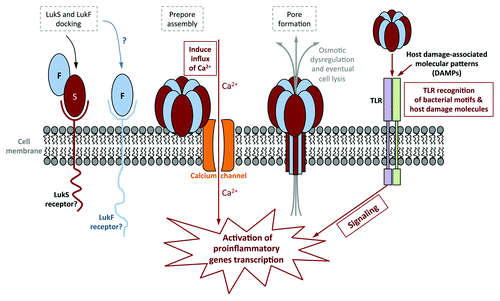 Figure 1. Schematic of PVL pore formation, and the different cellular pathways it uses to activate host cells. Steps involved in immune activation are outlined in solid boxes, while steps in pore formation are outlined in gray dashed boxes. Sublytic levels of PVL activate human neutrophils by stimulating calcium ion channels, followed by an influx of calcium into the cell. This occurs prior to PVL pore formation. PVL has also been shown to activate murine macrophages via TLR2. While sublytic PVL do not require TLR to prime human neutrophils, it has been suggested that PVL lysis of host cells releases host damage-associated molecular patterns (DAMPs) that in turn is recognized by TLR to activate human neutrophils and macrophages/monocytes.