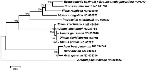 Figure 1. Maximum likelihood phylogenetic tree based on 14 selected plants chloroplast genome sequences.
