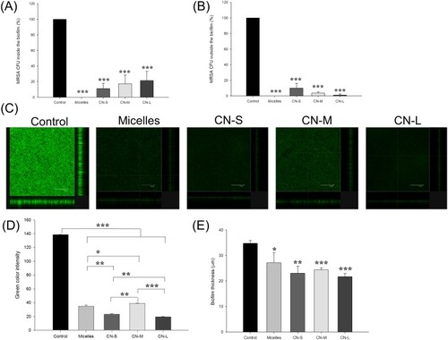 Figure 4 Determination of the antibacterial activity of micelles and squalene@CPC nanoemulsions against biofilm MRSA: (A) MRSA CFU inside the biofilm; (B) MRSA CFU outside the biofilm; (C) the three-dimensional images of biofilm visualized by confocal microscopy; (D) the corresponding biofilm green intensity; and (E) the corresponding biofilm thickness. All data are presented as the mean of three experiments±S.D. ***p < 0.001; **p < 0.01; *p < 0.05.