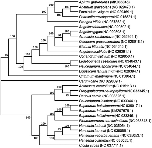 Figure 1. Phylogenetic tree showing relationship between Apium graveolens and other 29 species in the family Apiaceae. Phylogenetic tree was constructed based on the complete chloroplast genomes using maximum likelihood (ML) with 1000 bootstrap replicates. Numbers in each the node indicated the bootstrap support values.