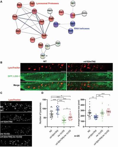 Figure 5. Increased levels of lysosomal proteases and RNA helicases in rnf-5(tm794) mutant animals. (A) Protein-protein interactions for differentially expressed proteins identified in a proteomics screen of rnf-5(tm794) and wild type animals grown on 1 µg/ml Tunicamycin (mild ER stress). Analysis was performed with STRING software (string-db.org) [Citation81]. The network plot is based on known and predicted interactions (enrichment p-value: 1.9e-12). Two main clusters were identified: lysosomal proteases (marked red, clustering coefficient 0.832) and RNA helicases (marked purple, clustering coefficient 0.667). AIR-1 (labeled with asterisk) was downregulated in rnf-5(tm794) mutant worms compared to wild type. The entire list of differentially expressed proteins is presented in Table S3. (B) Representative fluorescence micrographs of day-1 adult GFP::LGG-1 and rnf-5(tm794);GFP::LGG-1 stained with LysoTracker Red DND-99. The region of the anterior intestine is shown, n > 20. Scale bar: 10 µm. (C) Representative fluorescence micrographs of day-1 adult wild type, rnf-5(tm794), ire-1(v33) and rnf-5(tm794);ire-1(v33) animals stained with LysoTracker Red DND-99. Scale bar: 10 µm. (D) Intestinal lysosome quantification using LysoTracker Red DND-99 staining. The graphs show the number of lysosomes and the average lysosome size in each animal (1 µm = 10.7 pixels). The mean values and SEM are shown in black. n = 25 animals were imaged and analyzed for each genotype in 3 independent experiments. Statistical significance was calculated by one-way ANOVA F(3,97) = 52.63 for the analysis of the number of lysosomes, F(3,96) = 12.66 for the analysis of lysosome size, P value < 0.0001, followed by Tukey’s multiple comparisons test p < 0.002 (*), p < 0.0004(**), and p < 0.0001 (***)