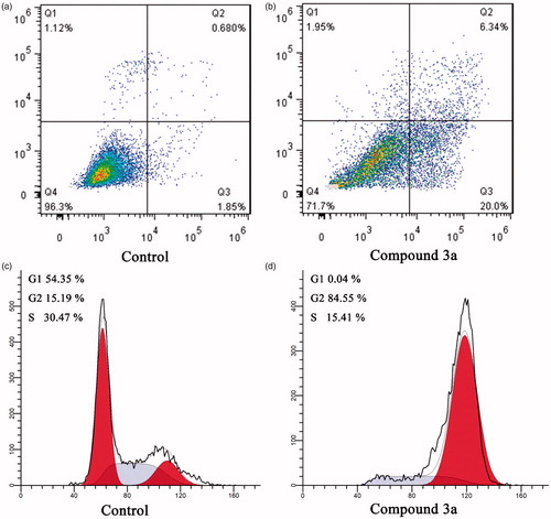 Figure 4. Cell cycle analysis and cell apoptosis analysis for MCF-7 cells. (A,B) Induction of apoptosis by DMSO (control) and compound 3a (2.0 μM); (C,D) Cell cycle analysis of MCF-7 cells after treated with DMSO (control) or compound 3a (2.0 μM) for 24 h.