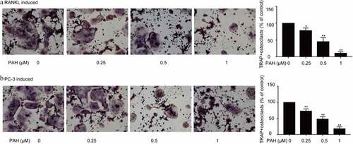 Figure 4. PAH arrests RANKL- and PC-3 cells-induced osteoclastogenesis dose-dependently. (a) RAW264.7 cells were cultured for 24 h, incubated with RANKL (100 μg/L) and different concentrations of PAH (0, 0.25, 0.5, 1 μM), then subjected to TRAP staining. The percentages of TRAP positive osteoclasts were quantified in three randomly selected x100 fields. (b) PC-3 cells were exposed to PAH (0, 0.25, 0.5, 1 μM) for 24 h, then the conditioned medium was collected. RAW264.7 cells were incubated with the aforementioned conditioned medium of PC-3 cells for 7 days, and then subjected to TRAP staining. The percentages of TRAP positive osteoclasts were quantified in three randomly selected x100 fields. * p < 0.05, ** p < 0.01 vs. 0 μM of PAH. Abrreviations: PAH, perillaldehyde; TRAP, tartrate resistant acid phosphatase; RANKL, receptor activator of nuclear factor-κB ligand.