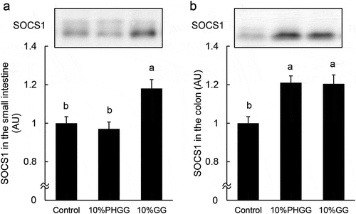 Figure 3. SOCS1 expression in the small intestine and colon of mice fed the control, 10% PHGG, and 10% GG diets for 14 d. Protein expression of SOCS1 levels in the epithelial cells of small intestine (a) and colon (b) was determined by immunoblot analysis. The values are means ± SEM (n = 6). Means without a common letter differ (Tukey-Kramer post-hoc test, P < 0.05). AU, arbitrary unit.